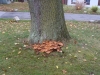 Pilze in unmittelbarer Nähe können ein Hinweis auf einen kranken Baum sein, wir raten zur Untersuchung, Gefahr evtl. Notfällung